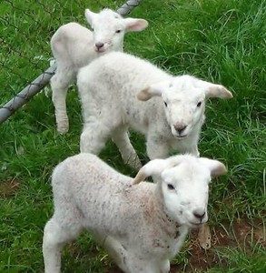 lambs wiltipoll orphan