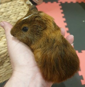 Male baby guinea pig for sale | Other Pets | Gumtree Australia Dungog