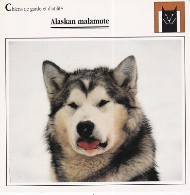 Carte Fiche 15x15cm texte au verso CHIEN DOG CANE HUND PERRO ALASKAN MALAMUTE 1
