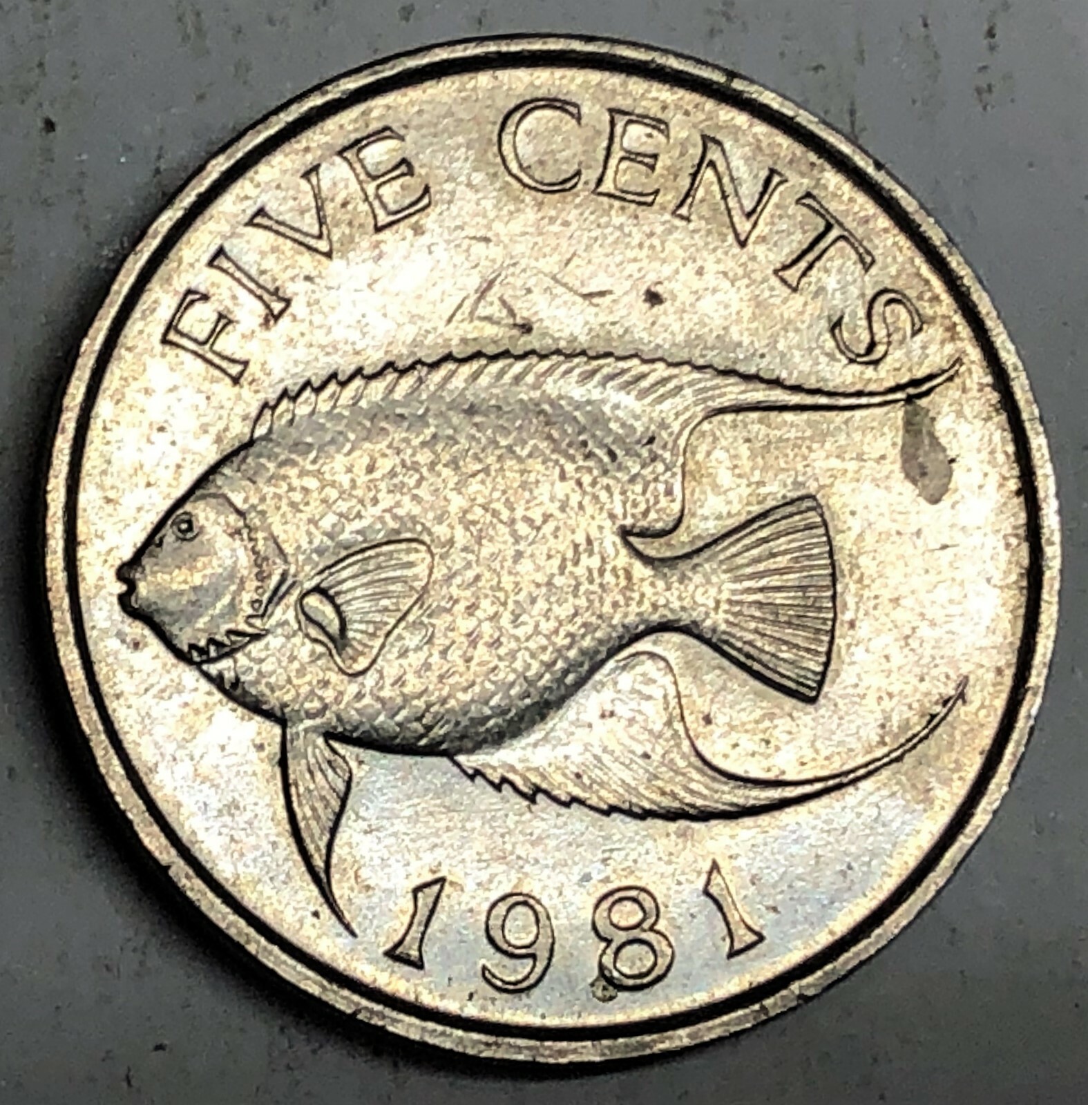 # C8365     BERMUDA    COIN,    5  CENTS    1981
