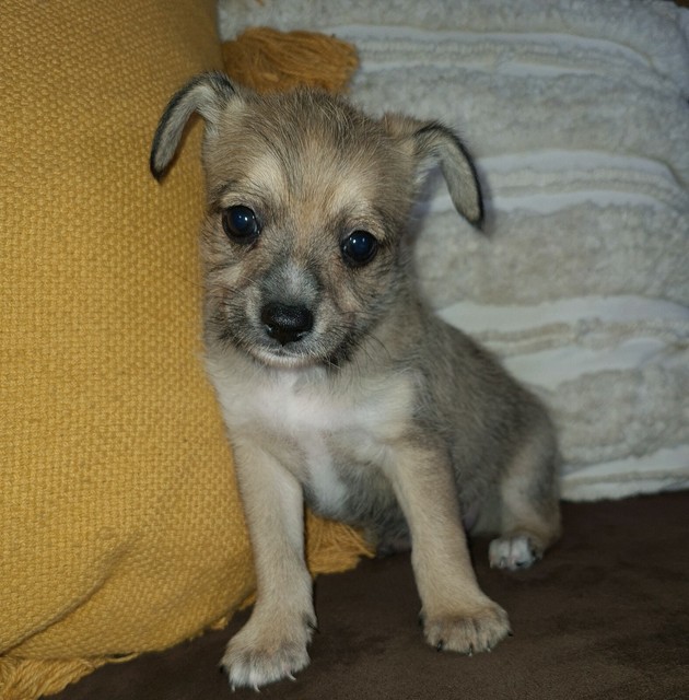 chinese crested gumtree