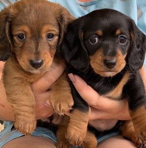 KENNY & JENNY ( miniature dachshunds) | Dogs & Puppies ...