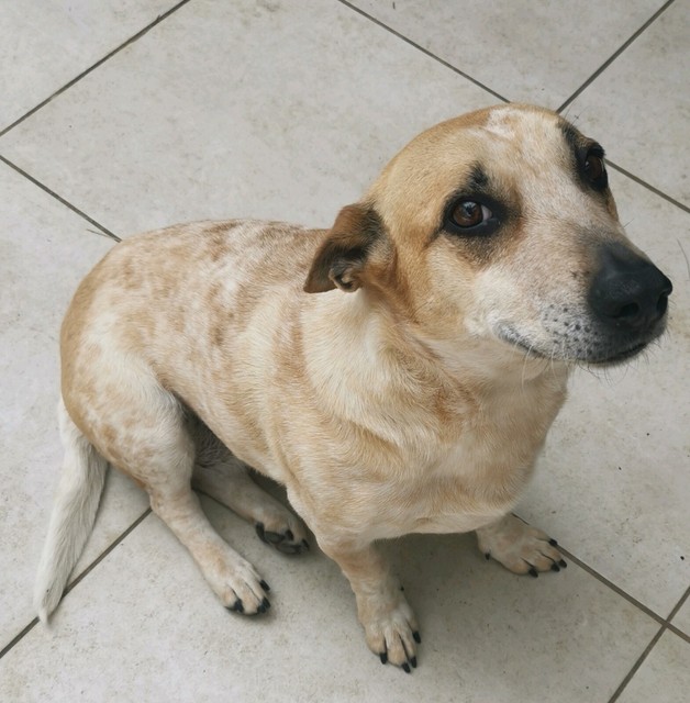 Dog free to good home. | Dogs \u0026 Puppies 