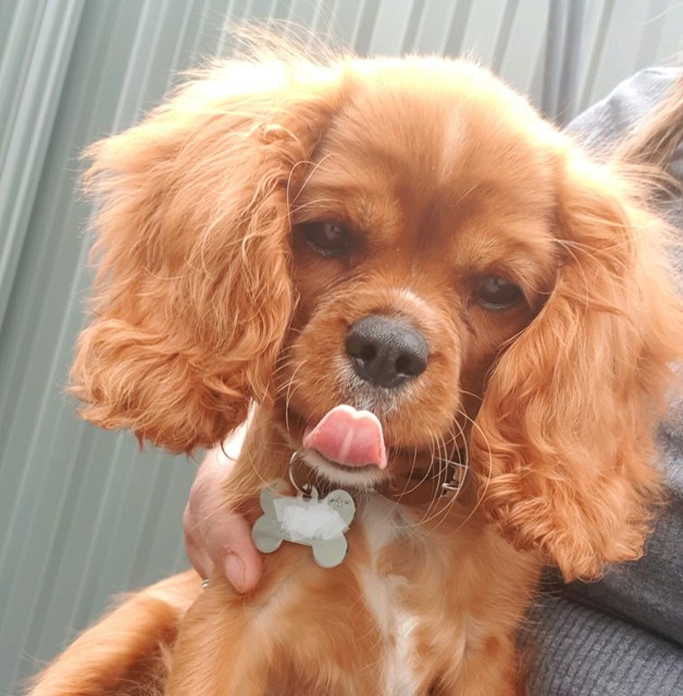 Cavalier king charles spaniel - Female 4Months- | Dogs & Puppies