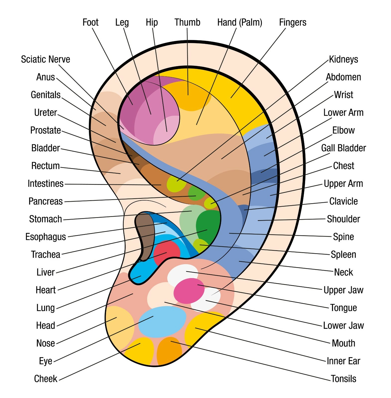 Ear Reflexology Chart Poster Print Choose your size Unframed. | eBay