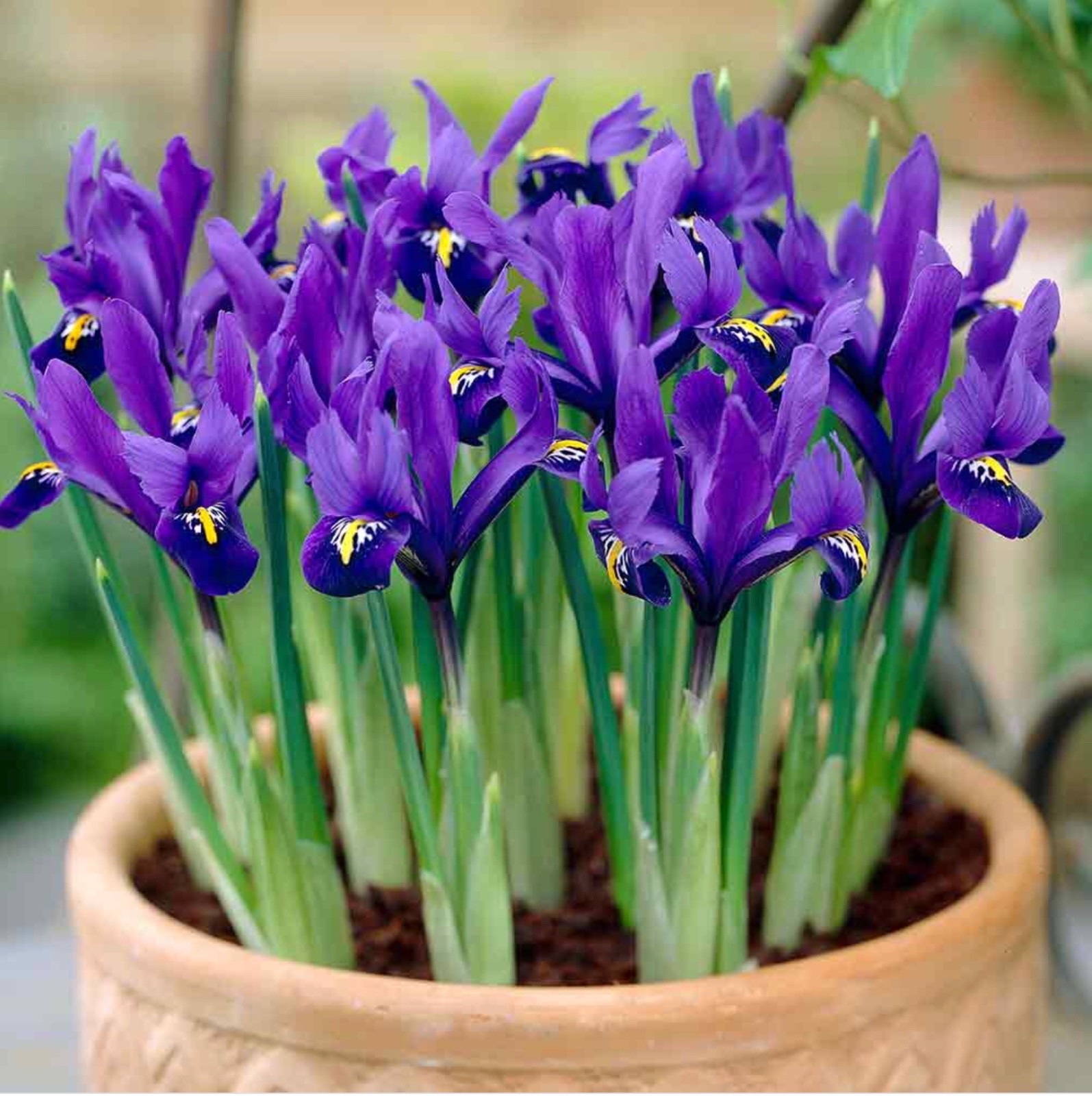 DWARF IRIS BULBS PIXIE RETICULATA SPRING FLOWERING GARDEN FLOWERS BULBS
