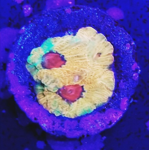 Fascination Favia (Live Coral Frag) Hardy Fast Growing Colorful - Stock Item