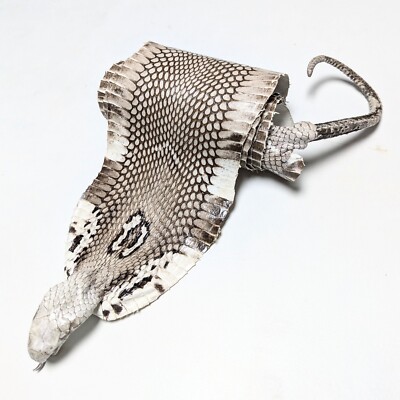 Tanned Cobra Snake Taxidermy Skin W/ Big Rattle Natural Glazed 5.5x58''