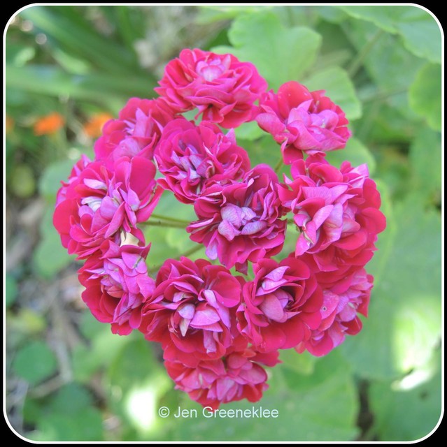 Plum rambler пеларгония фото и описание