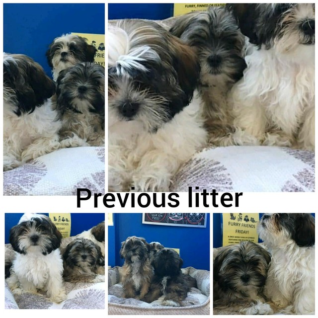 Shih Tzu X Maltese Puppies Gumtree Australia Brisbane North East