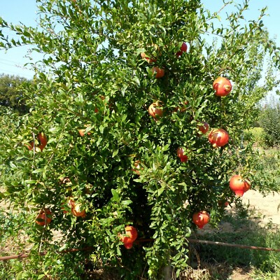 2 Punica granatum Der Granatapfel Baum - winterhart