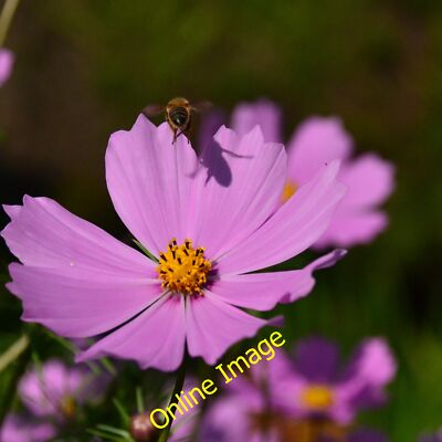Photo 12x8 Final approach Bakewell Bumblebee about to land on a cosmos. c2012