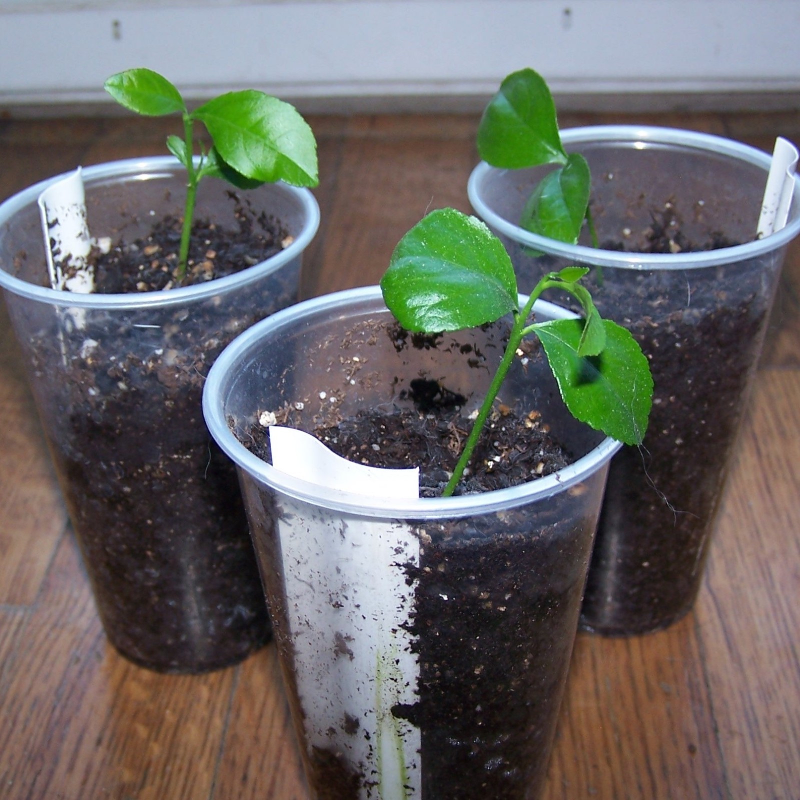 Meyers Lemon Tree Seedling