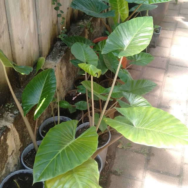 Elephant Ears Alocasia plant Plants Gumtree Australia
