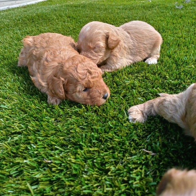 toy size puppies for sale
