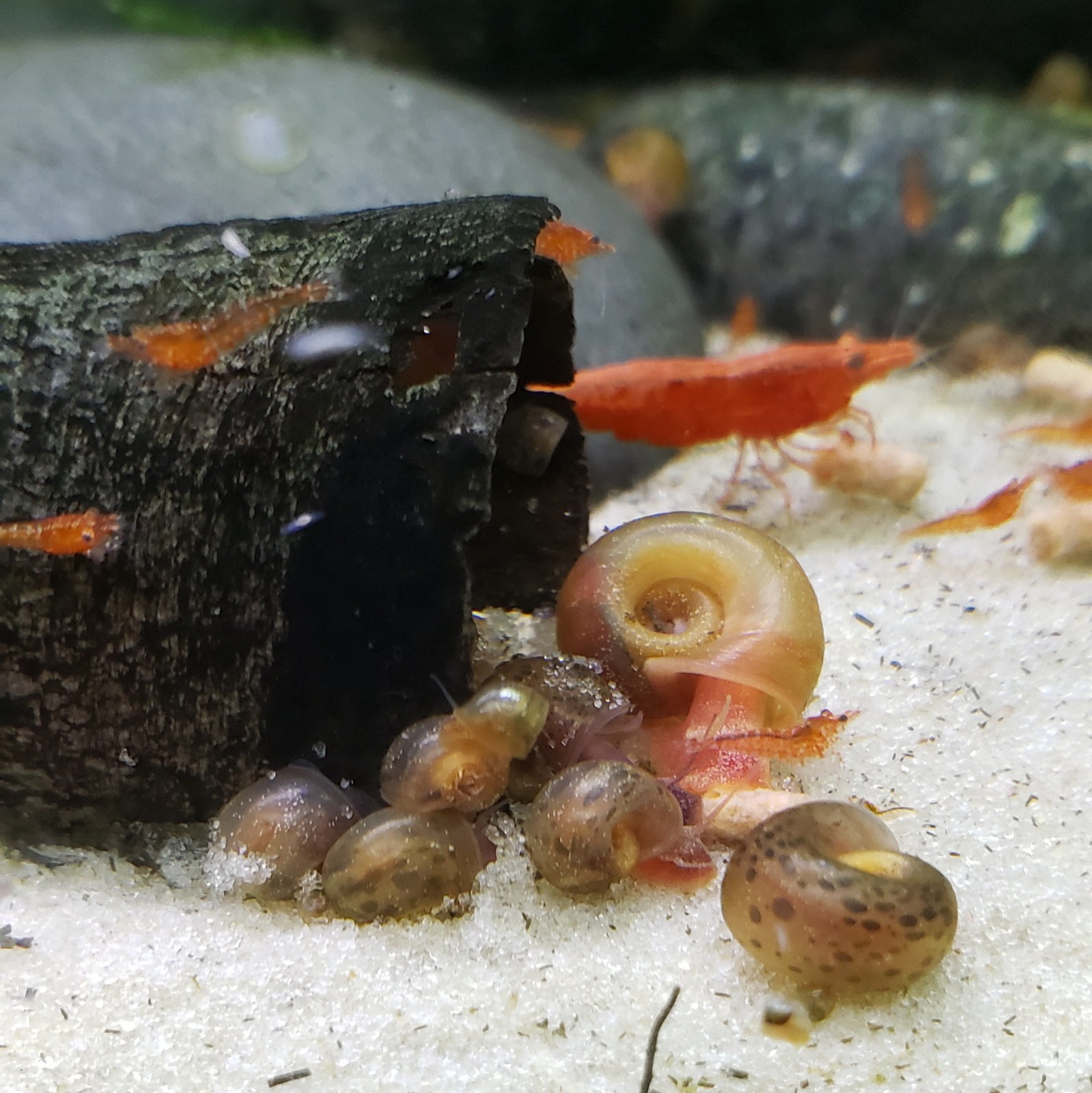10 Live Ramshorn snails