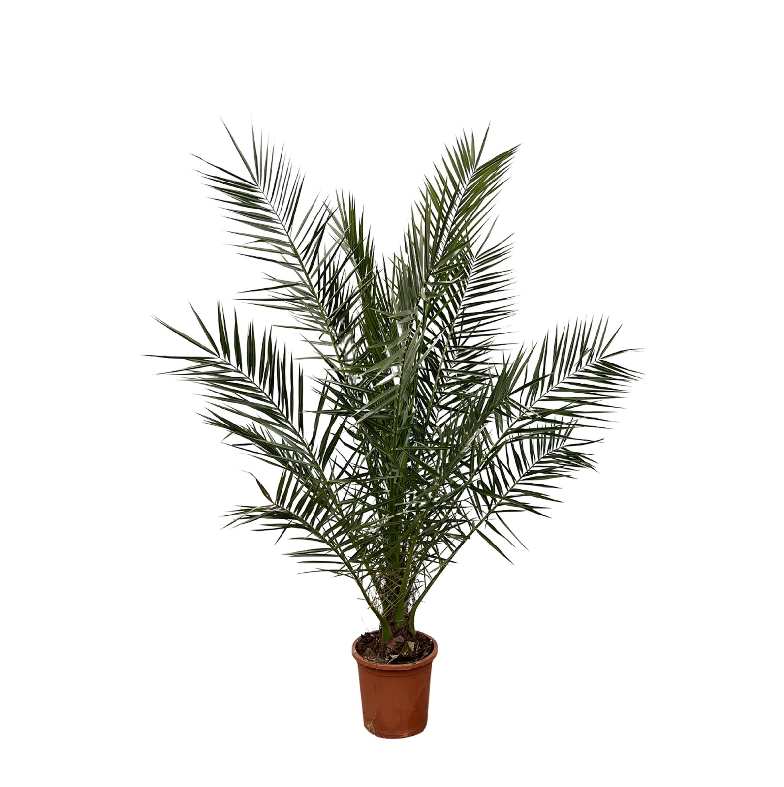 Philodendron Selloum Baumfreund - luftreinigend 24 cm Topf ca. 100cm hoch |  eBay.de