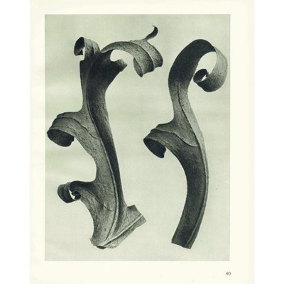 1929 COMPASS PLANT LEAVES Print - Karl Blossfeldt - Flower Tree - 9.5 x 12 Inch