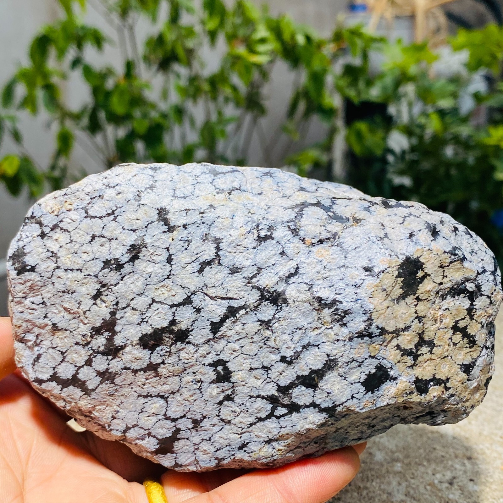 2.1lb Natural Rough Snowflake Obsidian Crystal Volcanic