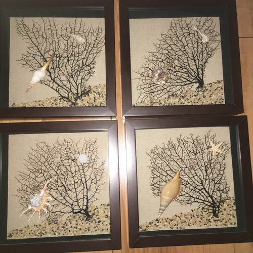By the Sea Millipede Conch Seashells Sea Fan SHADOW BOX ART