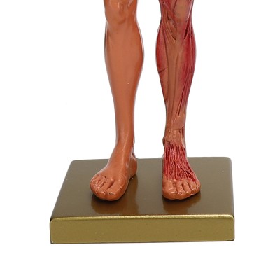 30cm Resin Male Musculoskeletal Structure Sculpture Body Model Anatomical Mo BX5