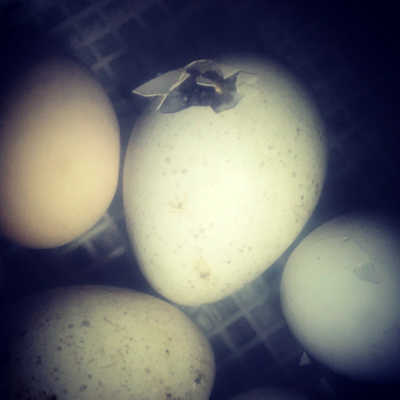 Backyard Mix - 12 Fertile Hatching Eggs
