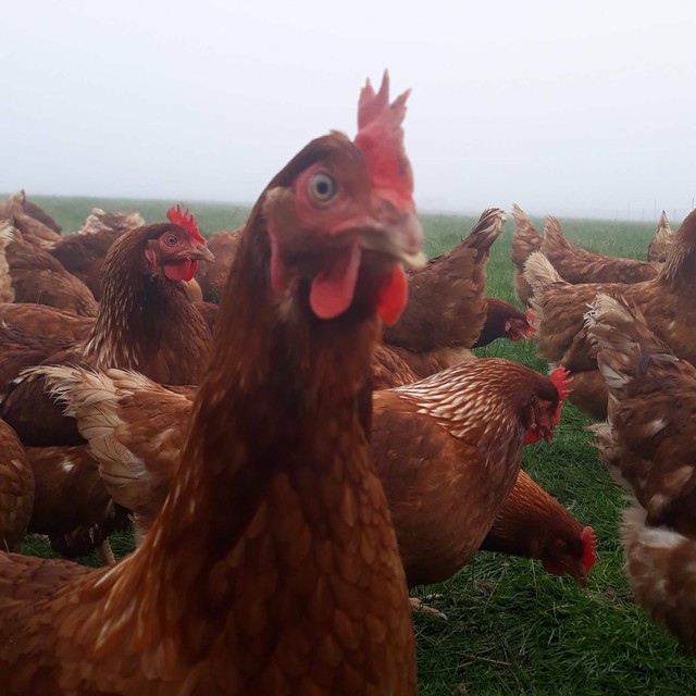 Download 18 month old laying hens | Birds | Gumtree Australia ...
