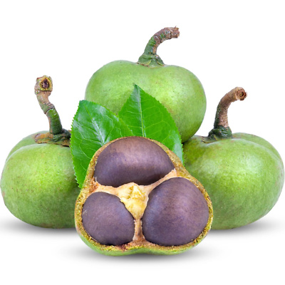 (camellia) Seed Oil - Virgin Wholesale