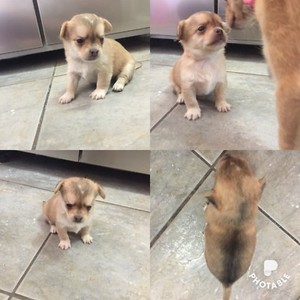 Chihuahua Puppy Dogs Puppies Gumtree Australia Cessnock