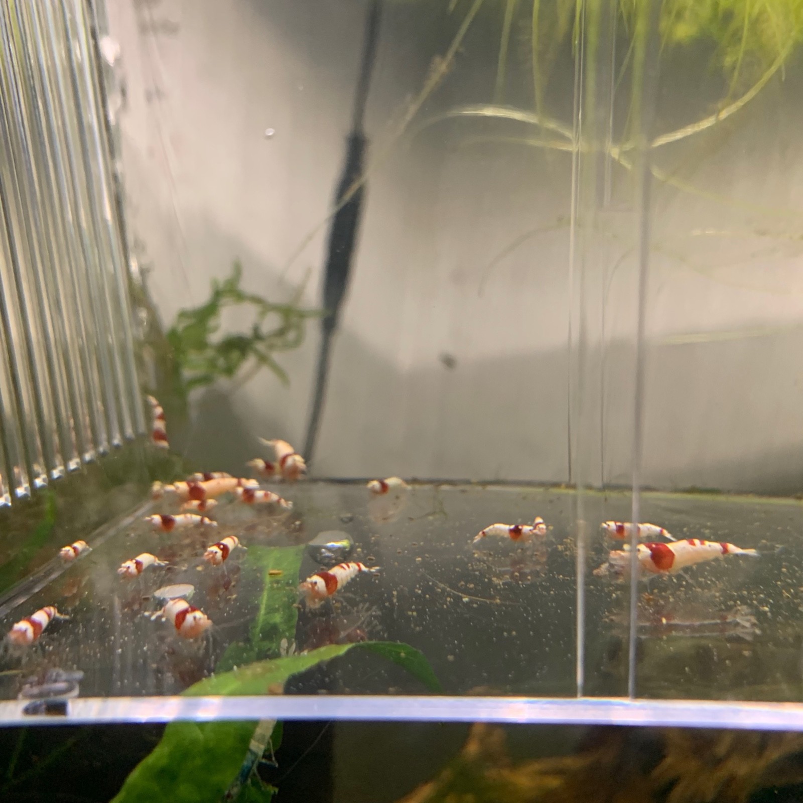 25+1 Pure Red Line Shrimp!!!! SS+ - SSS+ Grade shrimp Fish Aquarium Red White