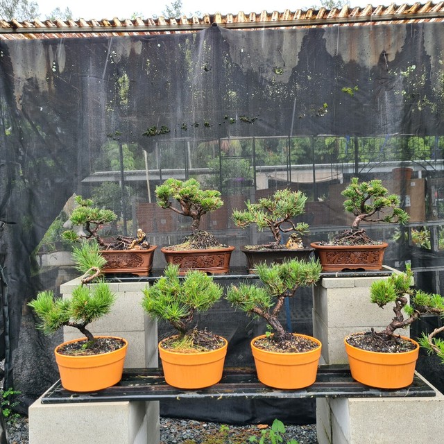 Japanese Black pines Bonsai STOCKTAKE SALE gold coast NURSERY Plants Gumtree Australia Gold