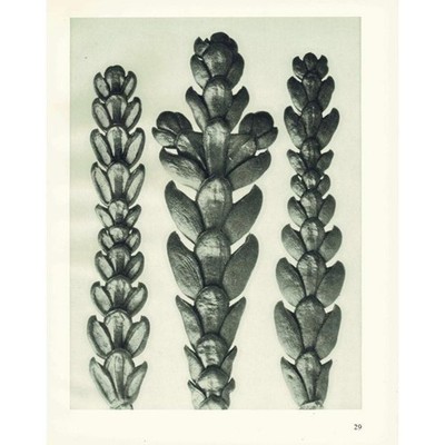 1929 ARBOR VITAE (THUJA) Print - Karl Blossfeldt - Plant Tree - 9.5 x 12 Inches