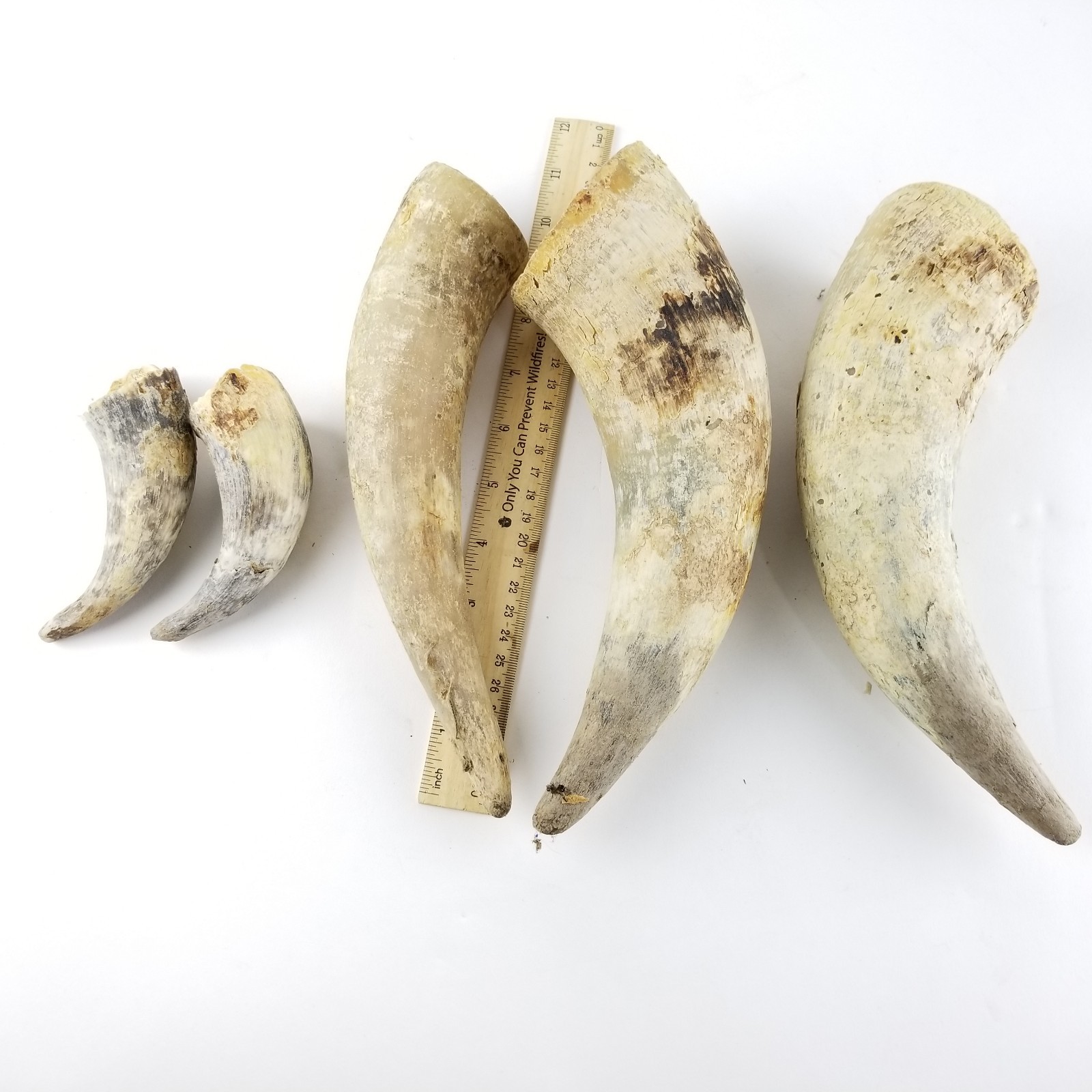 Raw Steer Cow Horn Lot of 5 Unfinished Scrimshaw Taxidermy Carving Craft Powder