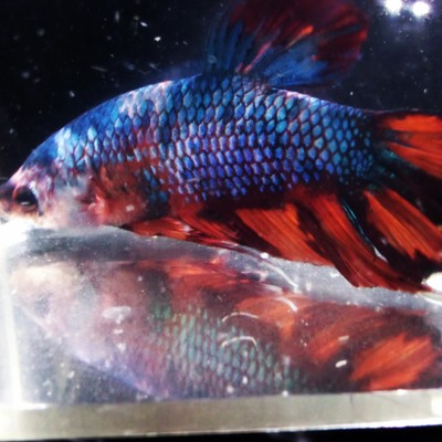 platinum emerald samurai king koi male betta freshwater