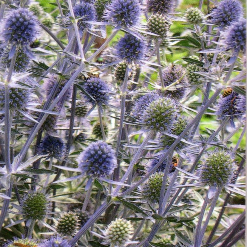 Edeldistel Blau Eryngium Planum MehrjÃ¤Hrig Winterharte Stauden 90 Samen Nr.326