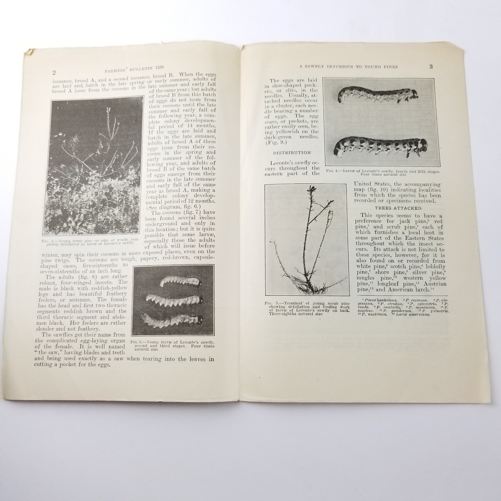 US Department of Agriculture Farmers Bulletin 1259 A Sawfly Injurious to Pines