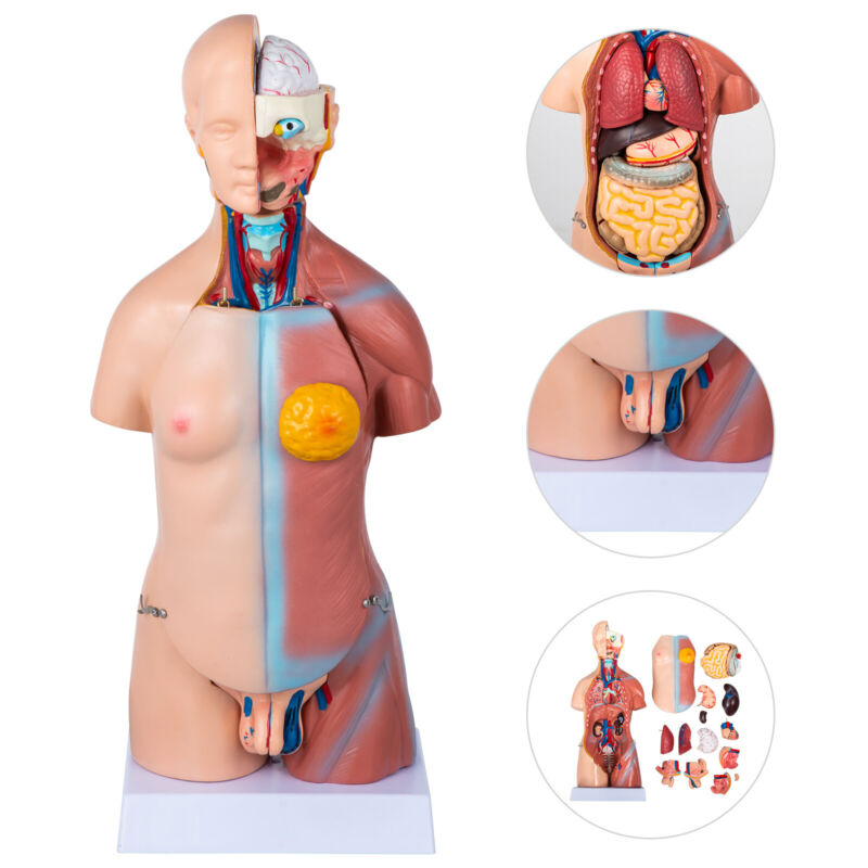 Anatomical Anatomy Teaching Model 17"/45cm Tall Human Torso Organ 23 Parts Adult