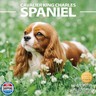 2025-2026 Wall Calendar Cavalier King Charles Spaniel Planner Calendar, Hangable Monthly Wall Calendar with Large Blocks for Organizing and Planning, Academic Schedule, Home, Office and family, Thick and Sturdy Paper (12