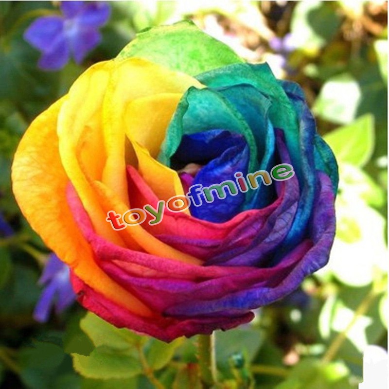 100pcs Splendid Rare Rainbow Rose Flower Seeds Colorful Plant