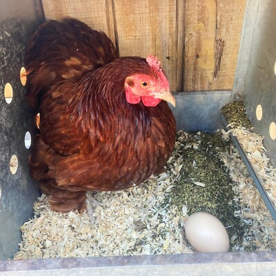 MitesBGone Backyard Chicken Coop Herbs - Get Rid of Mites & Lice Naturally 10 oz