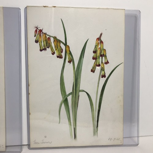 Emily C Smith English Botanicals Watercolor Paper Painting Prickly Pear Floral