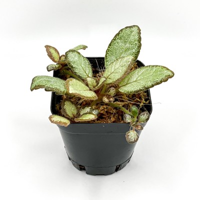 Episcia 'Silver Skies' (2.5'' Pot) / African Flame Violet / Live Terrarium Plant