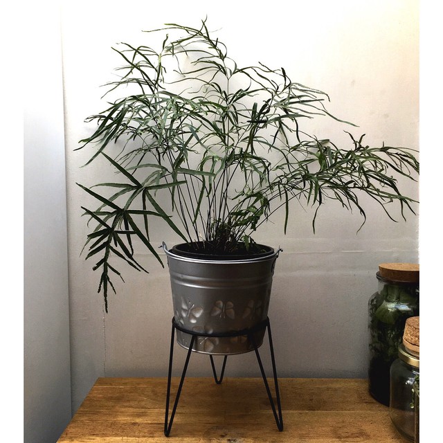 indoor fern plant stand
