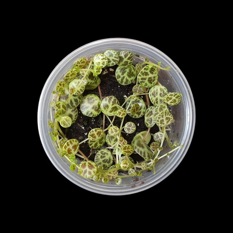 Peperomia Prostrata Rank-HÃ¤Ngepflanze, Terrariumpflanzen, Terrarien Pflanzen