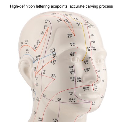 Head Acupuncture Model HD Standard Acupoint TCM Human Acupuncture Point Head BOO