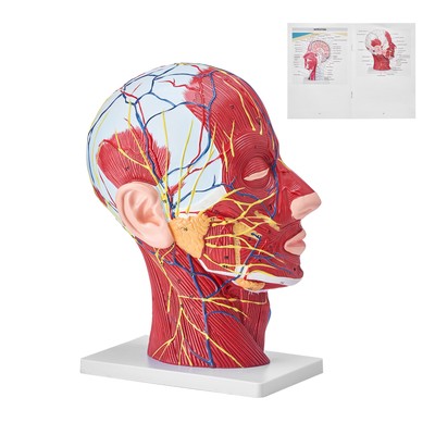 VEVOR Anatom Human Model Heart/Body Teaching Model 1:1 Life Size 2/15/3/9 Parts