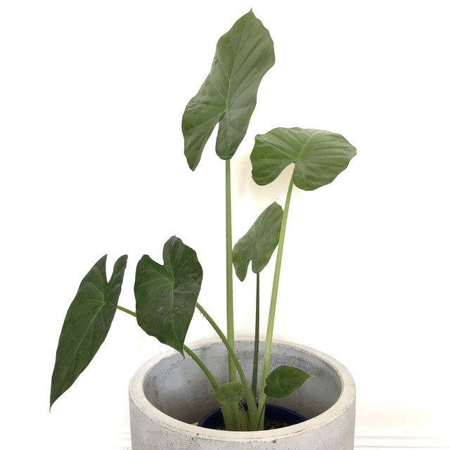 Indoor Plant Elephant Ear Large &amp; Healthy Plants