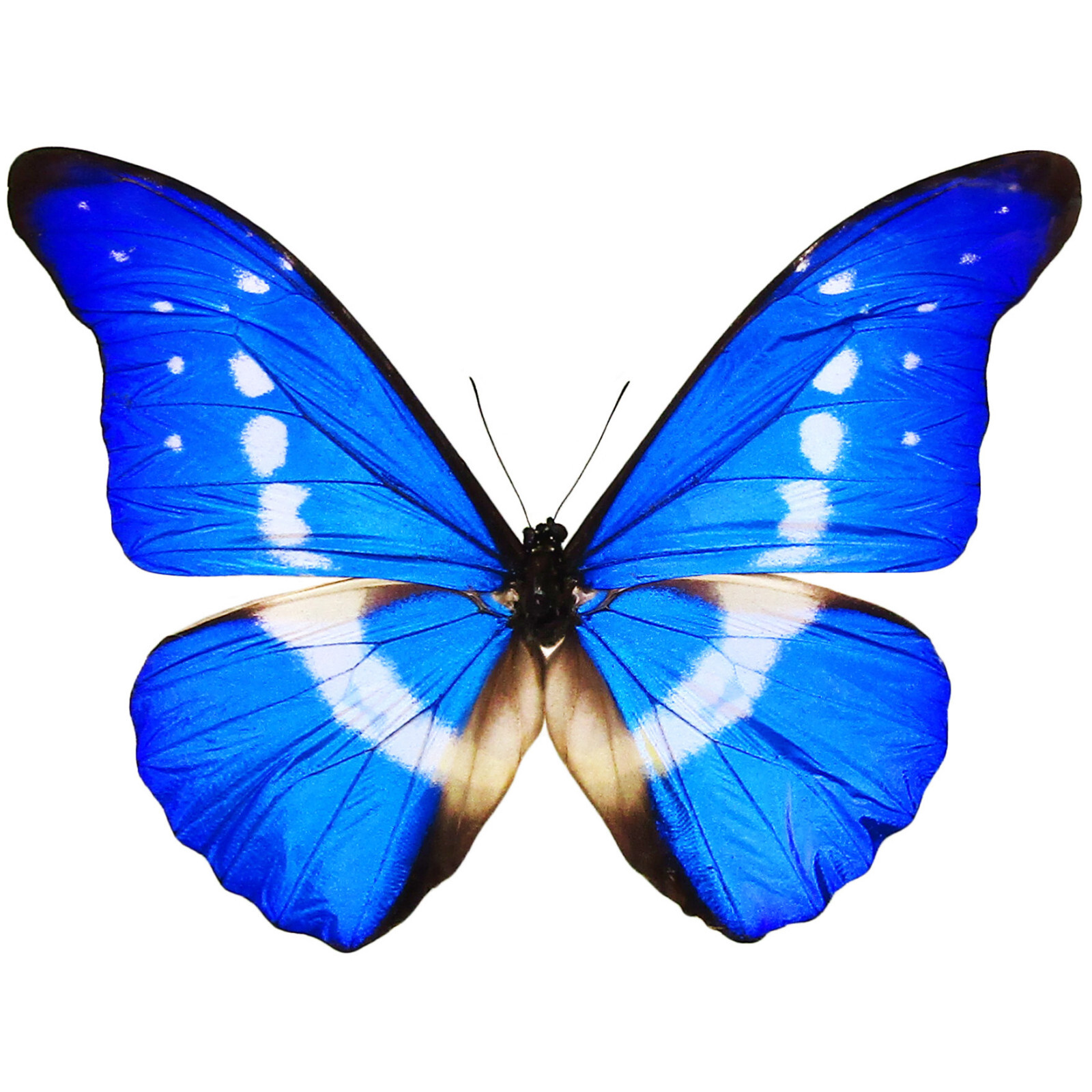 Morpho helena Peru Northern Deluxe Alamy Peru Morpho helena 98mm