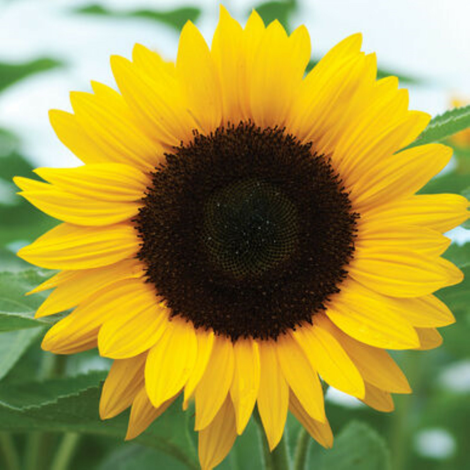 Sunflower Seeds | For Planting Huge Sun Flowers Grow Black Oil Mammoth Seed 2022