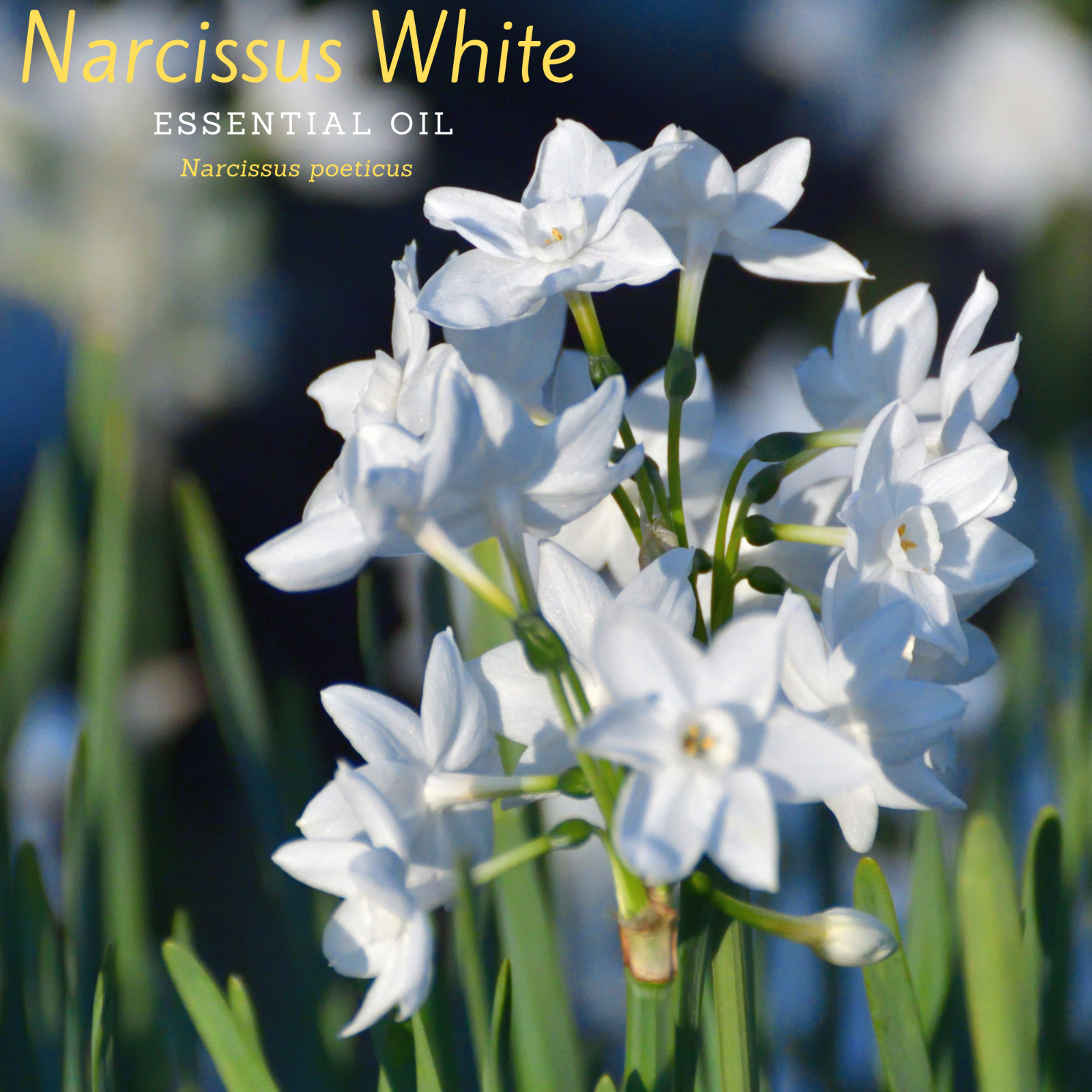 100% Pure, Organic, (narcissus Poeticus).